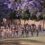 Less Than a Month to Go. One Small Speedo. One Important Cause Excitement Builds Ahead of the 2026 Hollard Daredevil Run